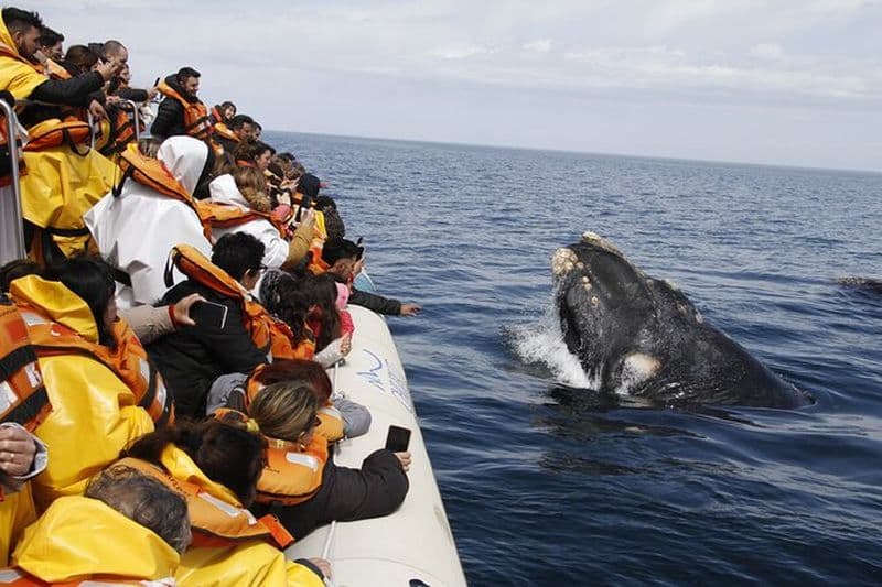 Billet Excursion régulière d'une journée complète pour observer les baleines à Puerto Madryn