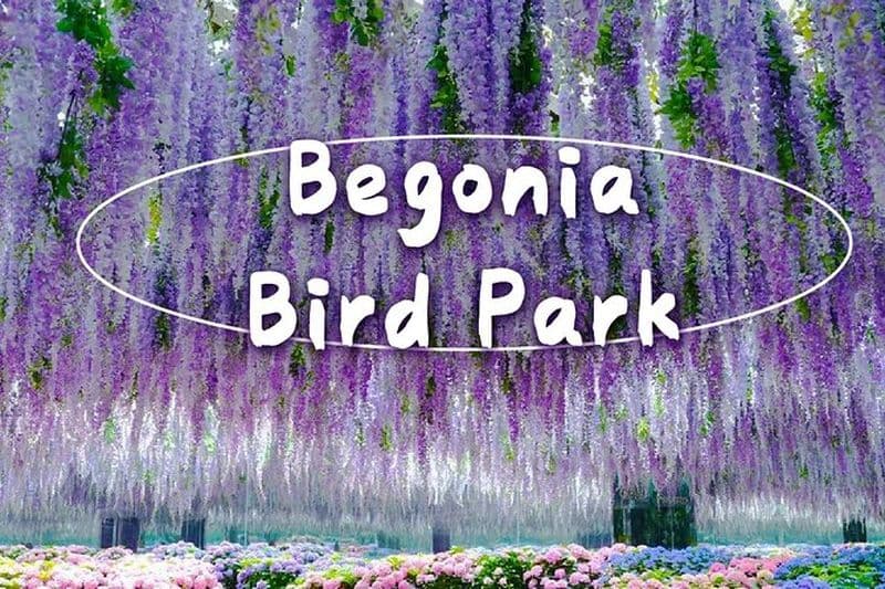 Parc à oiseaux Begonia, vélo sur rail et jardin du matin