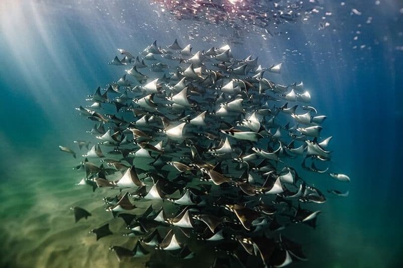 Safari en océan ouvert et observation des baleines