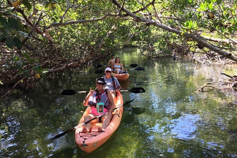 Mangroves et lamantins - Visite guidée en kayak Eco