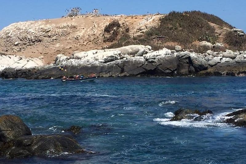 Billet Zapallar Walking & Bird Watching Penguins From Valpo.Visite privée