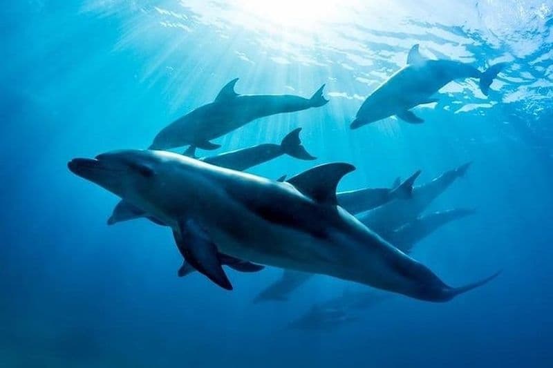 Billet 3 heures de nage avec les dauphins et les phoques (NOV-AVR)