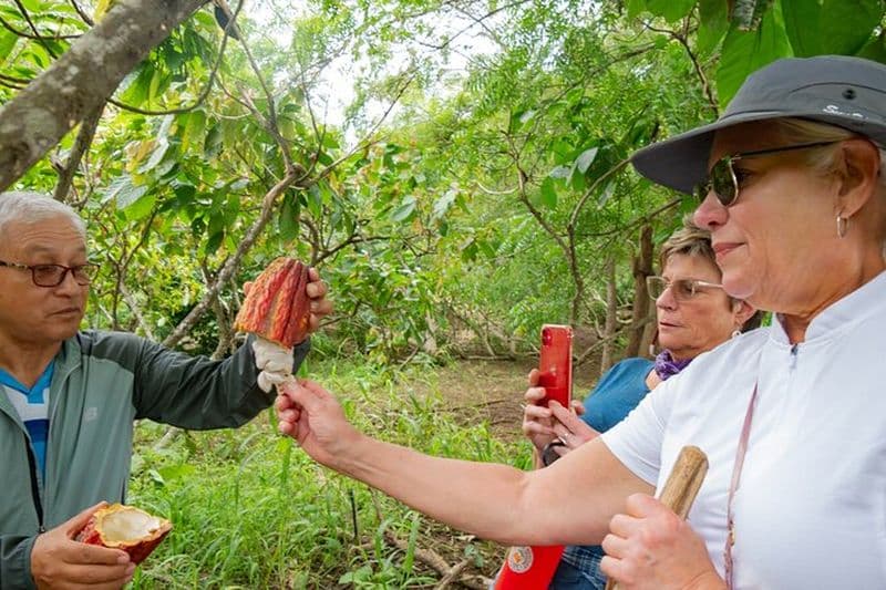 Excursion d'une journée à la ferme Cacao au départ de Guayaquil