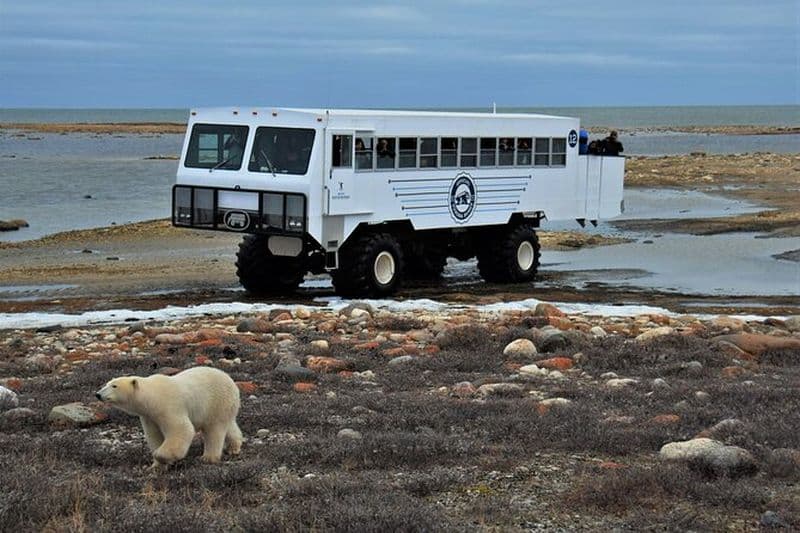 Tundra Buggy Autumn Day Tours