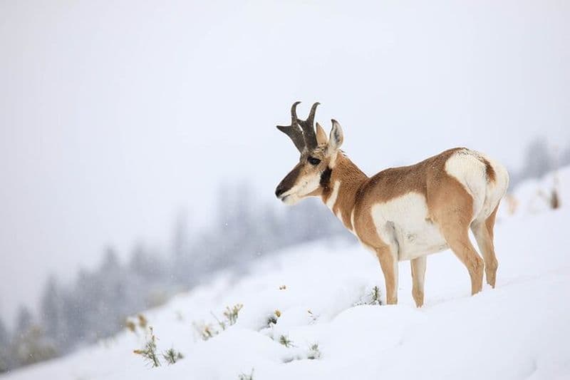 Safari animalier hivernal à Yellowstone au départ de Bozeman - Visite privée