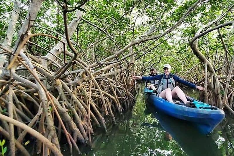 Excursion en kayak dans le tunnel de la mangrove des Mille-Îles avec kayak de cacao!