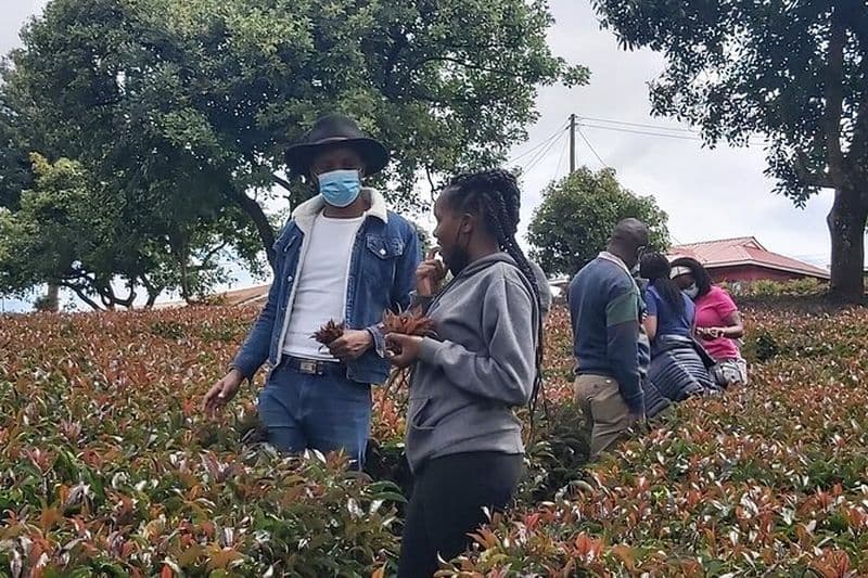 Visite de la ferme de thé violet au départ de la ville de Nairobi - Dégustation de thés spécialisés