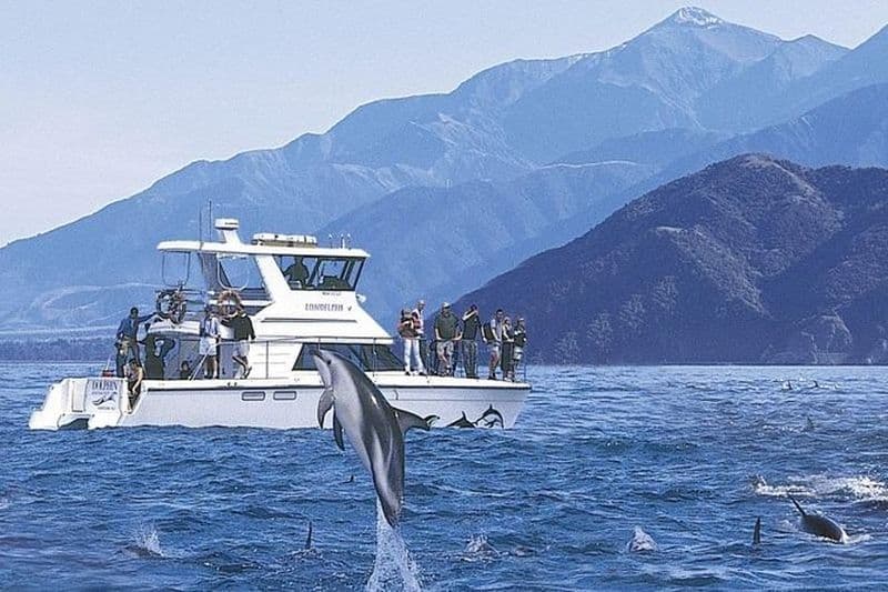 Excursion de nage avec les dauphins à Kaikoura au départ de Christchurch