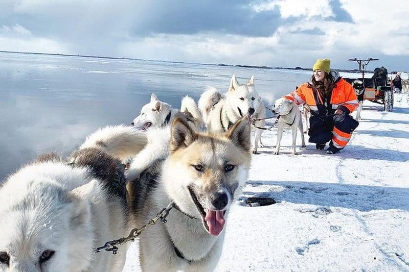 Billet Excursion en traîneau Husky en petit groupe depuis la région de la capitale