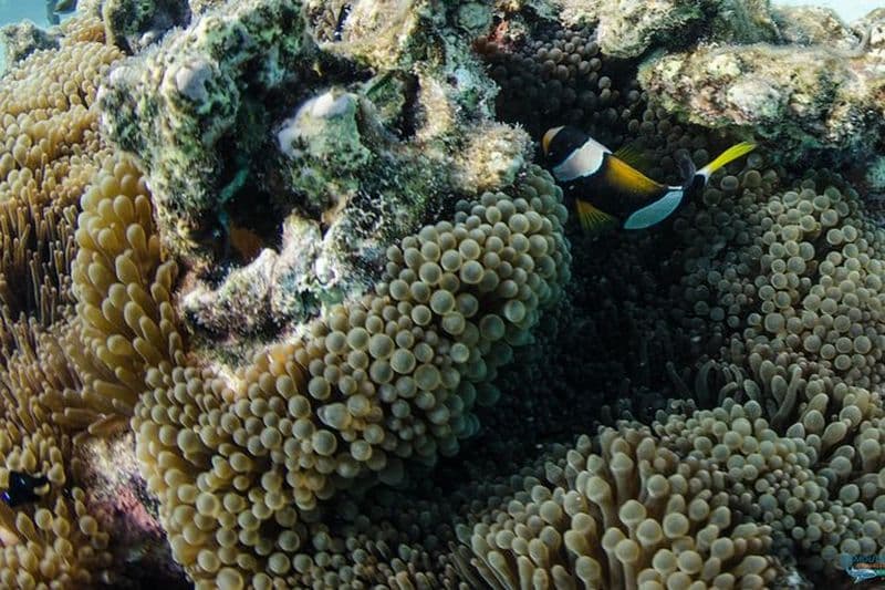 Excursion de plongée sur l'île de Muiron