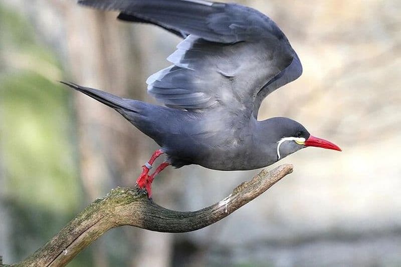 Visite d'observation des oiseaux et d'aménagement paysager à Lima