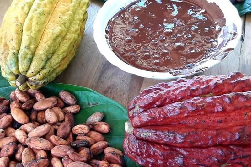 Visite du cacao