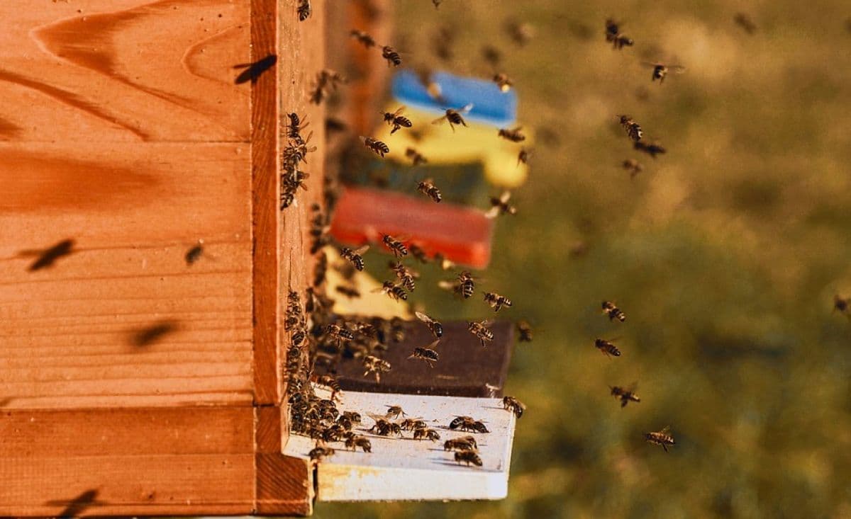 Billet Atelier - Plongez-vous dans le monde merveilleux des abeilles