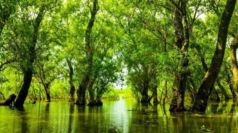 Billet Sulina : excursion d'une journée dans la forêt de Letea