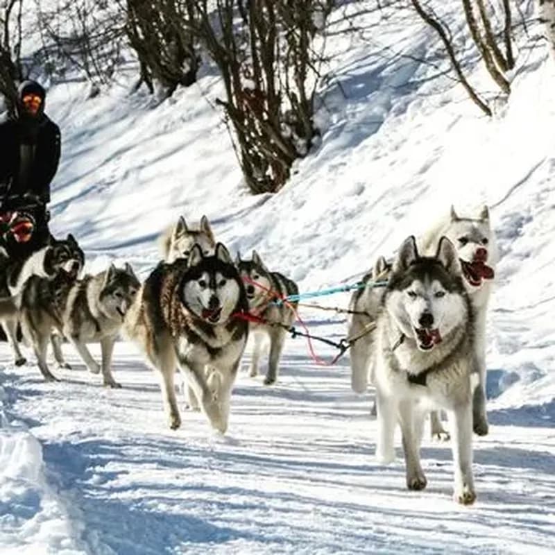 Billet Randonnée en Chiens de Traîneau à Saint-Sorlin-d'Arves