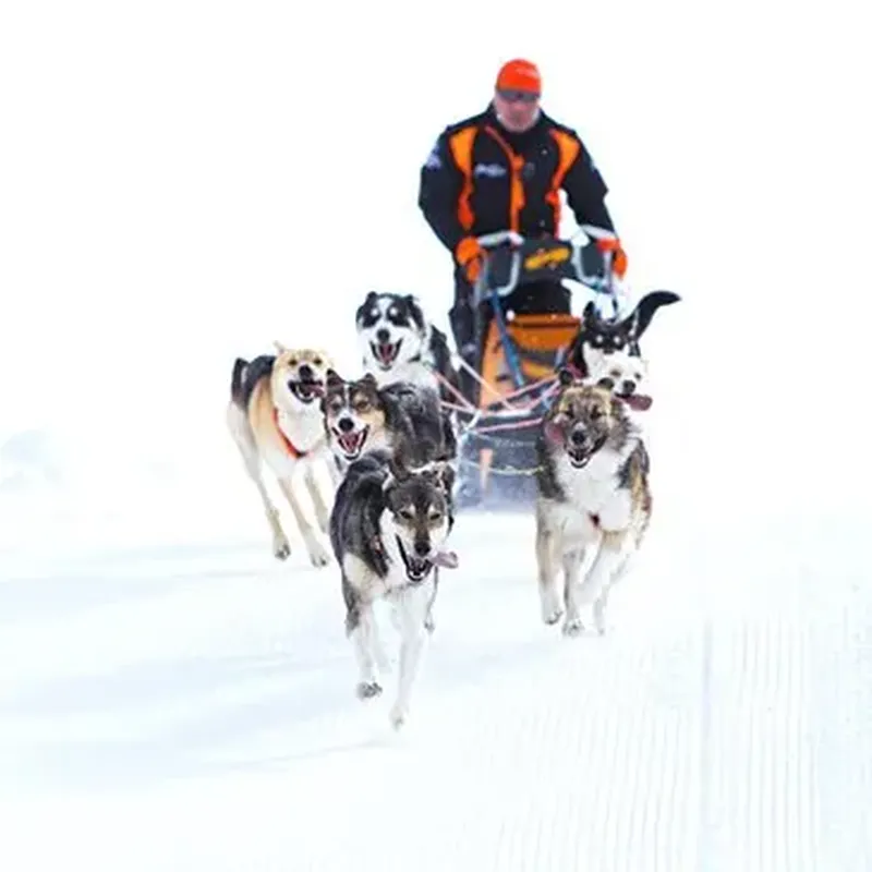Billet Conduite d'un Attelage de Chiens de Traîneau à Bessans