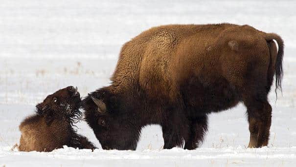 bison et son petit