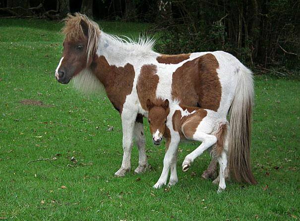 poney et son petit
