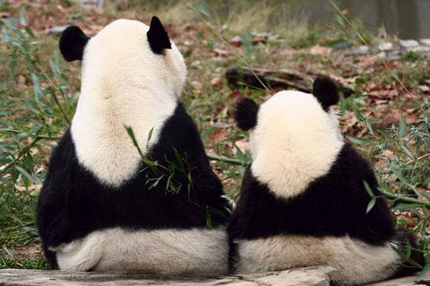 panda et son petit