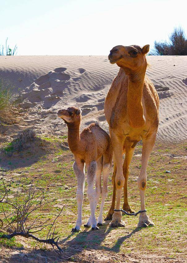 chameau et son petit