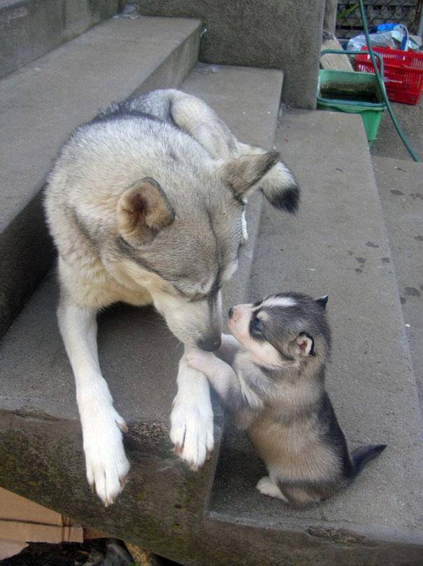 chien et son chiot
