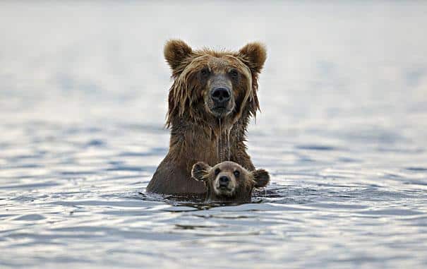 ours et son petit