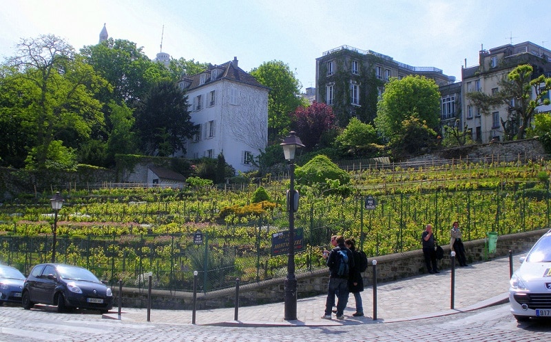 Vineyards of Montmartre, Paris